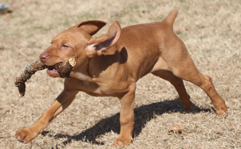 Vizsla Pup from the 2007 Litter Playing Stick